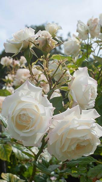 Rosa Korjoslio or Alaska white climbing rose