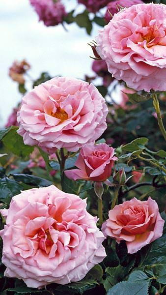 Rosa Aloha Kordes Climbing Rose, beautifully scented flowers, vigorous climber, buy online with UK delivery