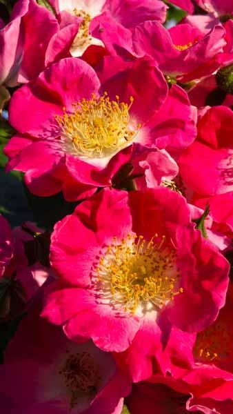 Rosa American Pillar Rambling Rose, beautiful pink flowering rambler, plant in open sun and enjoy the display of profuse single pink blooms with white centre. Buy online UK and Ireland delivery.