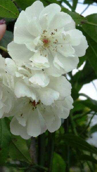 Rosa Banksiae Alba Climbing Rose, white double blooms, for sale online UK nationwide delivery.