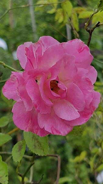 Rosa Banksiae Rosea or Banks Rose Rosea is a Pink Rambling Rose. Buy online UK delivery.