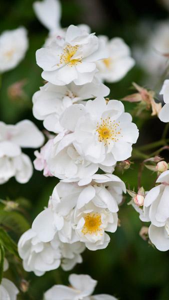 Rosa Bobbie James rambling rose producing masses of creamy white fragrant blooms. A beautiful vigorous rambler for sale online with UK delivery.
