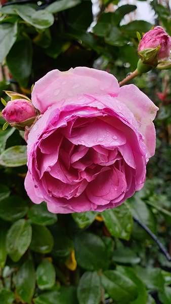 Rosa Jasmina Korcentex Jasmina Climbing Rose