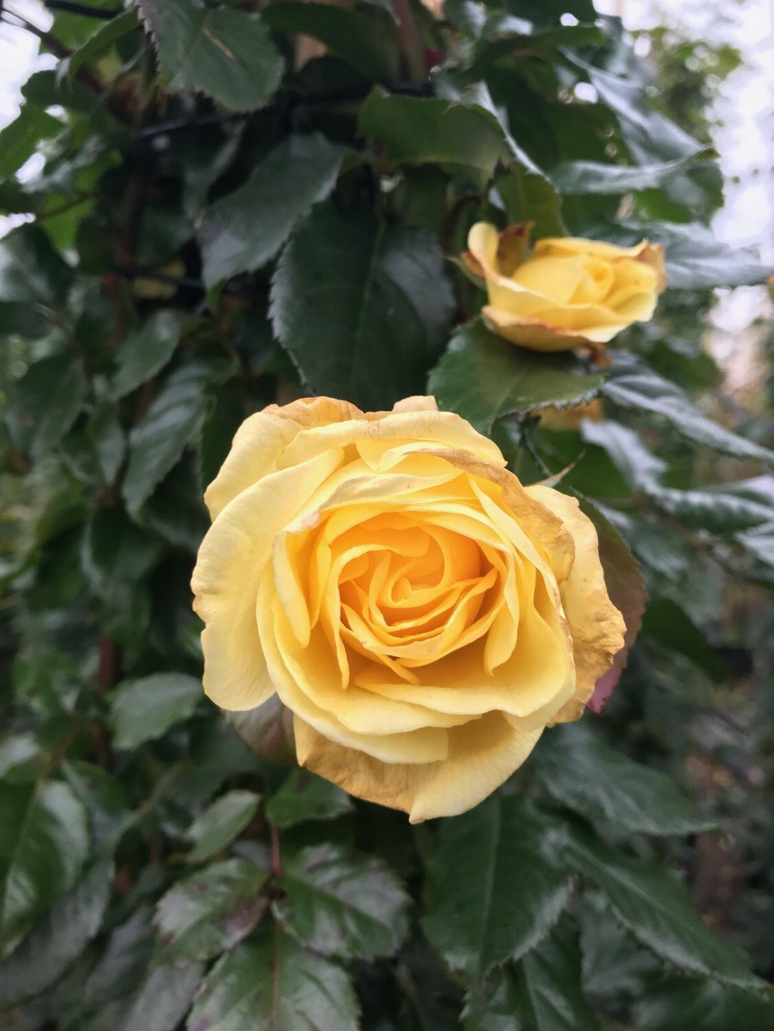 Rosa Moonlight or Moonlight Rose - Fragrant Hybrid Musk Rose