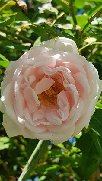 Rosa New Dawn Climbing Rose. Rose New Dawn Climber buy online with UK delivery. We also deliver to Republic of Ireland.