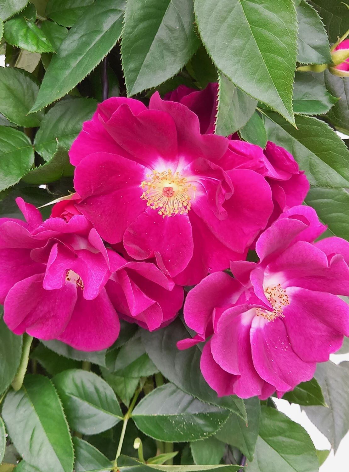 Owl Grove Roses Rosa Night Owl Rose - Climbing Rose with Rich Scented Colour