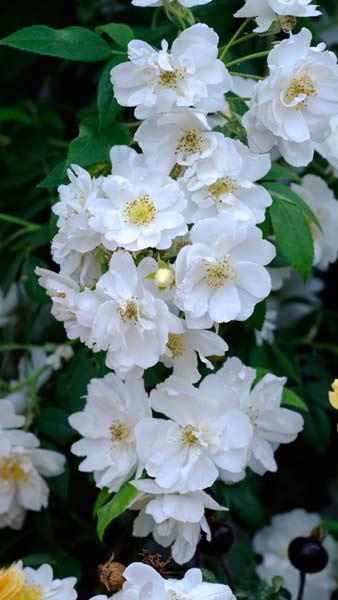 Rosa Rambling Rector is a spectacular rambling rose, wonderful scent and profuse semi double flowers - will clamber up and over trees, pergolas - buy UK