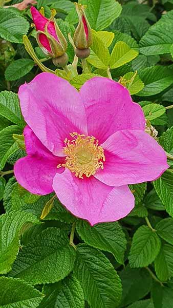 Rosa Rugosa Rubra, Pink Rose. Red Japanese Rose Buy online with UK and Ireland delivery.
