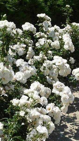 Rose Snow Princess. Rose Climbing Snow Princess buy UK delivery.