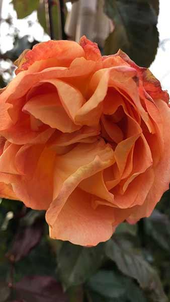 Rosa Westerland Korwest Rose