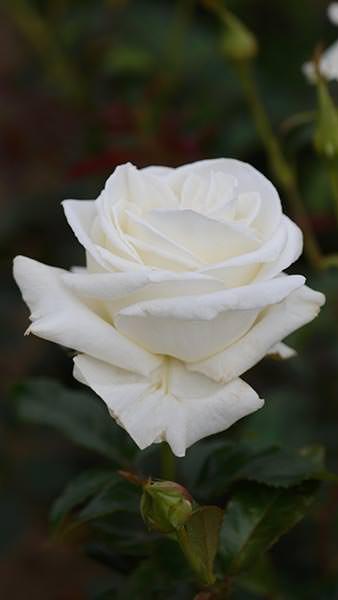 Rosa Silver Anniversary. Silver Anniversary Rose Buy online with UK delivery.