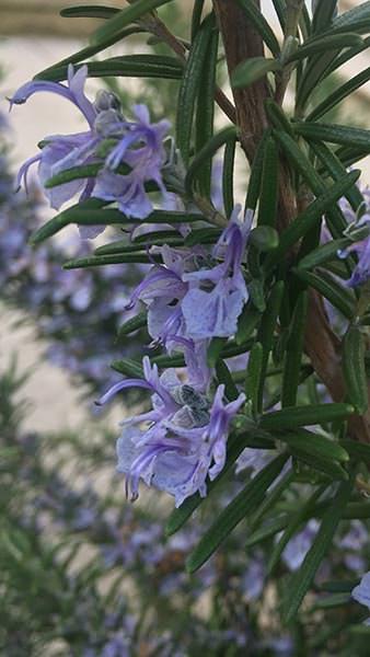 Rosmarinus officinalis Prostratus Group. Rosemary plants to buy online with UK delivery.