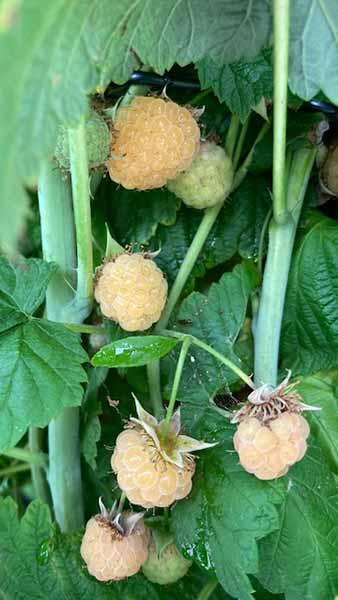 Rubus Idaeus Fallgold Raspberry Fallgold with Yellow Fruits