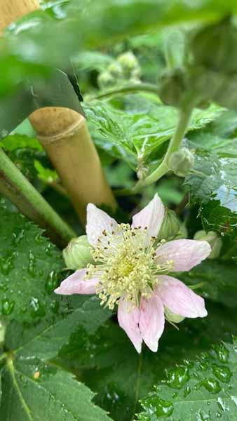 Rubus Laciniatus Thornless Evergreen Blackberry Bramble