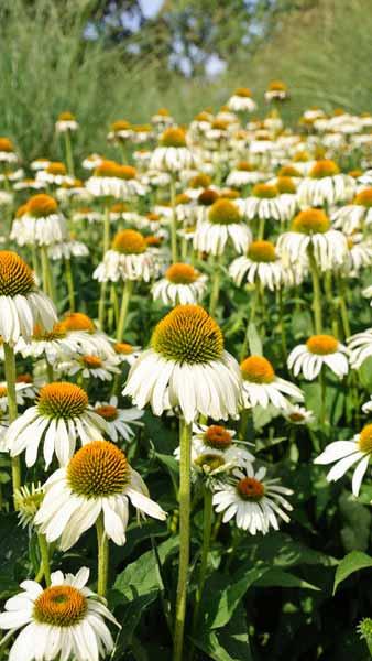 Rudbeckia White. Swan Coneflower White Swan. Echinacea perennials for sale online UK delivery.