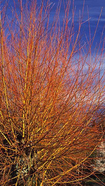 Salix Alba Chermesina Scarlet Willow, a mid-sized deciduous willow tree with striking winter colour when the bare branches are brilliant orange scarlet.