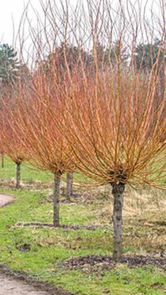 Salix Alba White Willow Tree for Sale Online UK