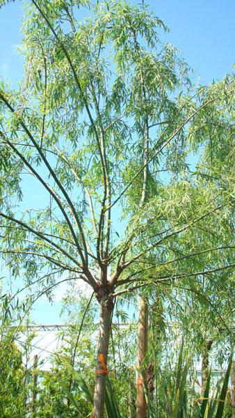 Salix Babylonica or Weeping Willows for sale from ornamental tree specialist Paramount plants, UK