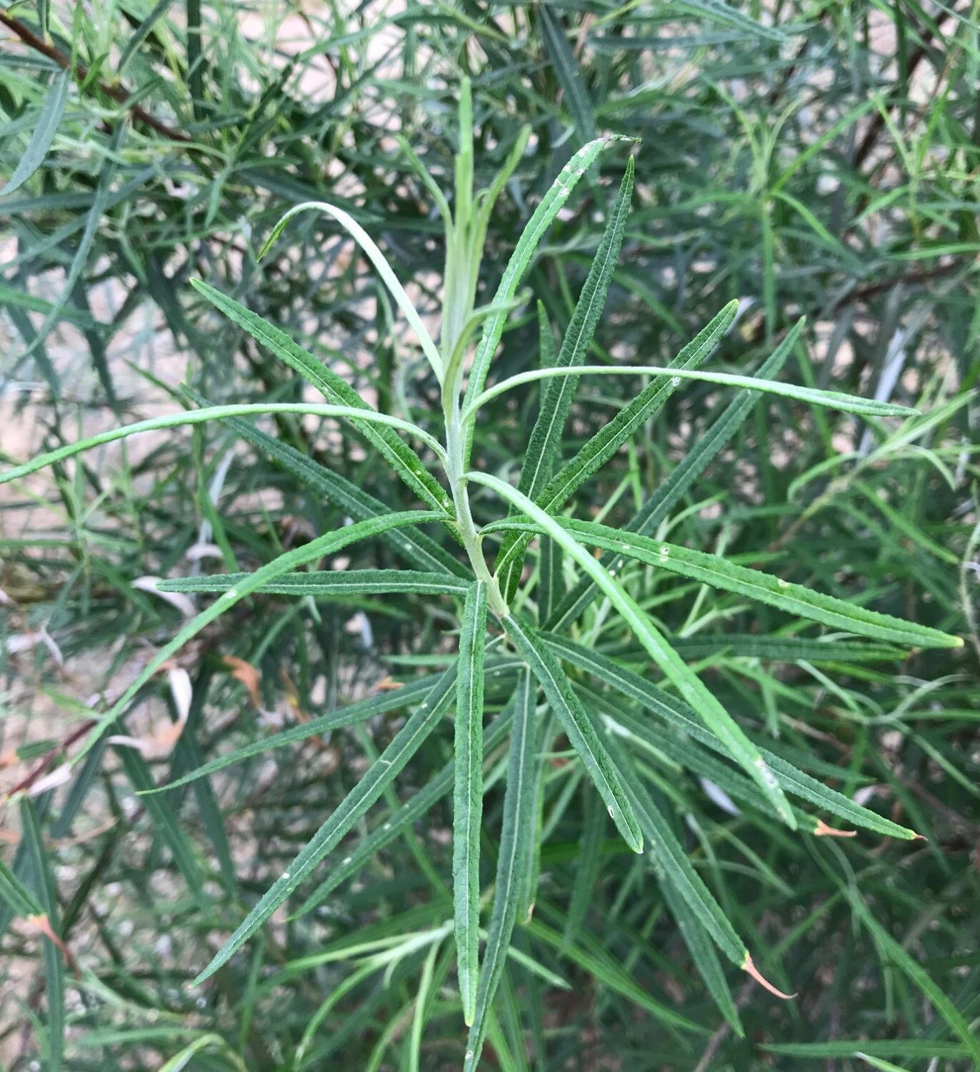 Yalangoch mast qiz talabalar fotosuratlari Lezbiyen sadomaso tomosha qiling