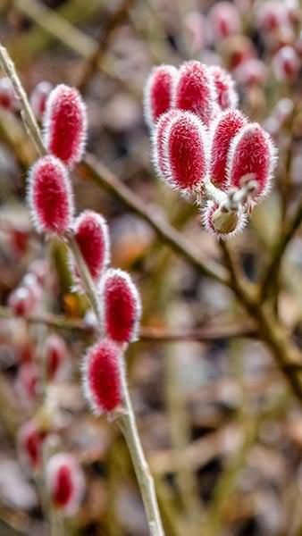 Salix Gracilistyla Mount Aso or Japanese Pink Pussy Willow, very pretty pink catkins on this ornamental tree, for sale online UK delivery.