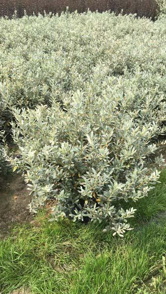 Salix Helvetica is also known as Swiss Willow or Silver Willow, a compact dwarf variety of willow with dense branches of silvery leaves and a rounded shape, buy UK.