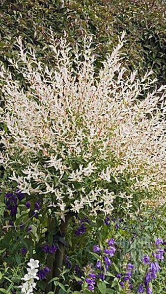 Salix Integra Hakuro Nishiki or Flamingo Willow is a beautiful dwarf Willow tree or shrub, buy online UK