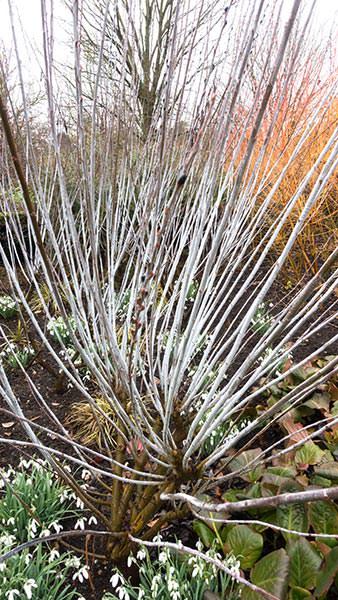Salix Irrorata Blue Stem Willow, a stunning plant in winter with vibrant blue shoots. White winter blossom & grey catkins with red anthers in spring.