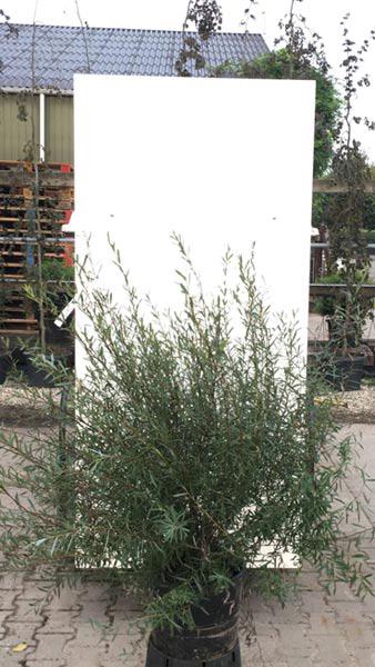 Salix Purpurea Nana or Dwarf Purple Willow or Dwarf Artic Willow a deciduous dwarf shrub that thrives in most soils. Buy online UK delivery. 