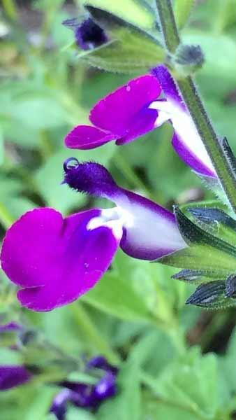 Salvia Greggii Amethyst Lips Dyspurp Sage