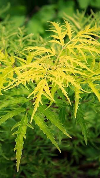 Sambucus Racemosa Lemony Lace Elderberry For Sale Online Uk