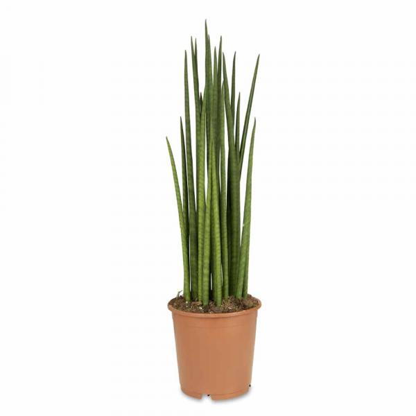 Sansevieria Fernwood Mikado Snake Plant Houseplant for Sale