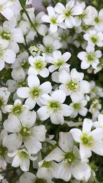 Saxifraga Arendsii Limerock Saxifrage Rockfoil Lime Rock