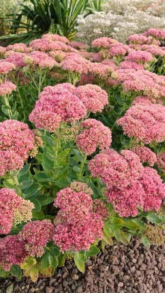 Sedum Spectabile Autumn Joy  Stonecrop