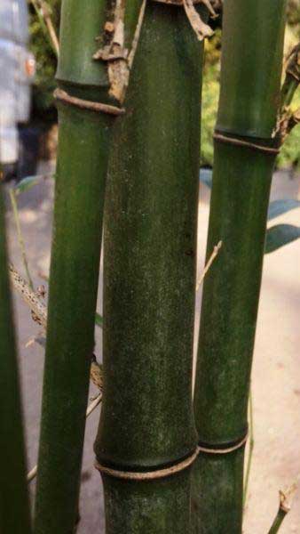 Semiarundinaria Fastuosa (Narihira Bamboo) for Sale UK