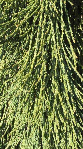 Sequoiadendron giganteum pendulum or Giant Weeping Sequoia tree - very rare and unusual tree - buy online UK