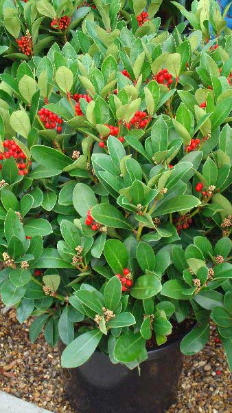 Skimmia Japonica Obsession available from London garden centre - buy online UK