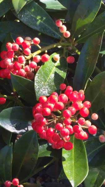 Skimmia Japonica Pabella red berries throughout the winter. Buy online london UK.