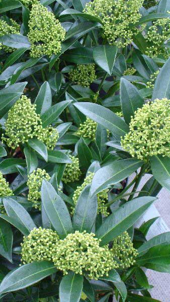 Skimmia Kew Green flowering, for sale online at our garden centre in London UK