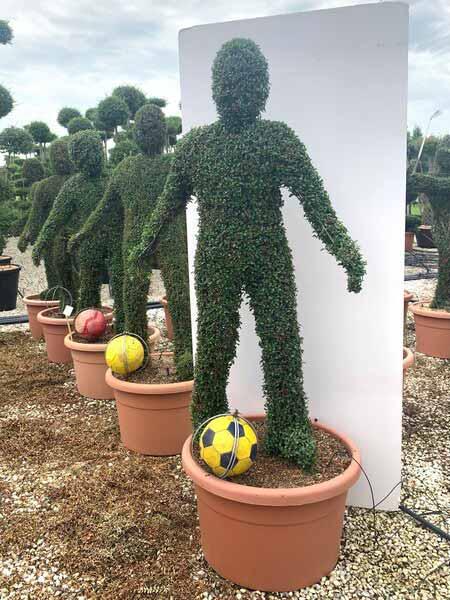 Soccer Player topiary tree, unique trained trees in the shape of a soccer player for sale UK