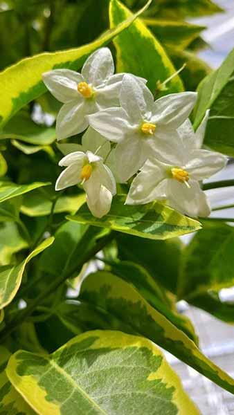 Solanum Dulcamara Variegatum Bittersweet Variegatum Climber