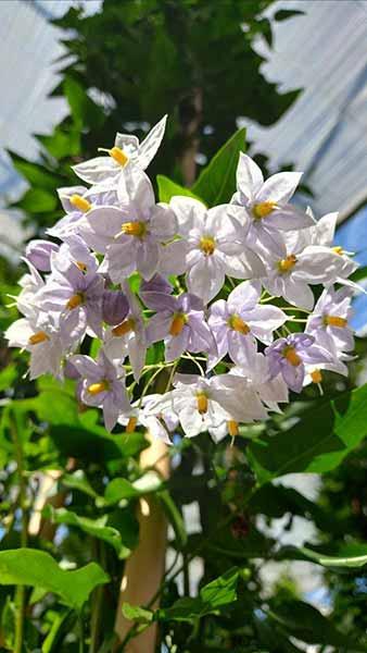 Solanum Jasminoides Bittersweet Jasmine Flowering Climber