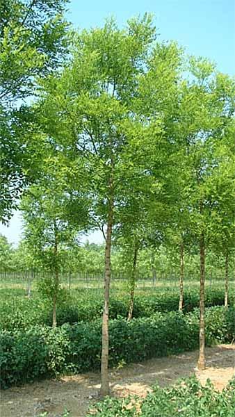 Sophora Japonica or Japanese Pagoda tree, a stunning ornamental tree for any garden, especially for Japanese style gardens, buy online UK