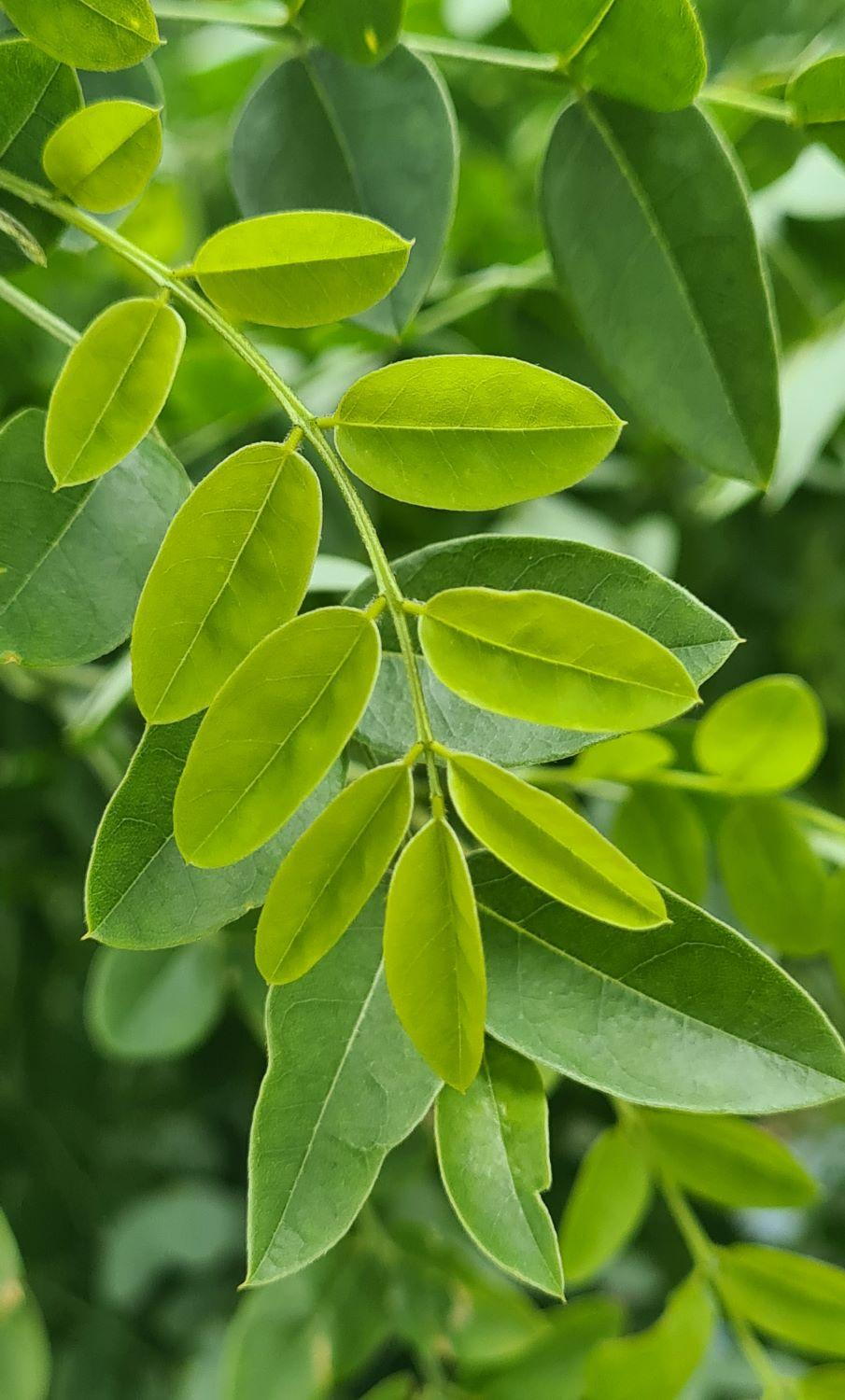 Sophora Japonica Regent Japanese Pagoda Regent for Sale