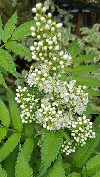Sorbaria Sorbifolia Sem False Spirea compact shrub for sale online with UK delivery from our London plant centre.