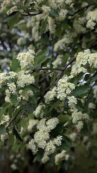 Pleached Whitebeam or Pleached Sorbus Aria pleached trees - beautiful trees for privacy screening, buy online UK delivery.