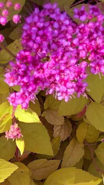 Spiraea Japonica Double Play Big Bang has amazing multi-coloured foliage and flowers profusely, displaying bright pink blooms. Buy online, UK delivery.