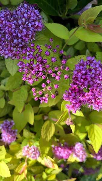 Spiraea Japonica Golden Flame flowering in summer with golden foliage, buy online UK.