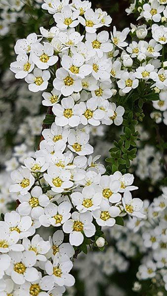 Spiraea Nipponica Snowmound also known as Nippon Snowmound, white flowering shrubs to buy with UK delivery.