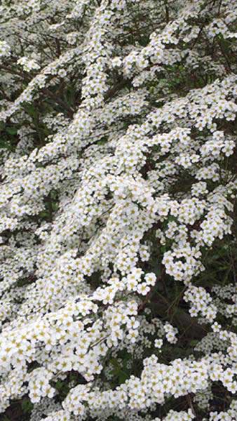 Spiraea Cinerea Grefsheim. Spirea Grefsheim White Flowering shrub for sale online with UK delivery
