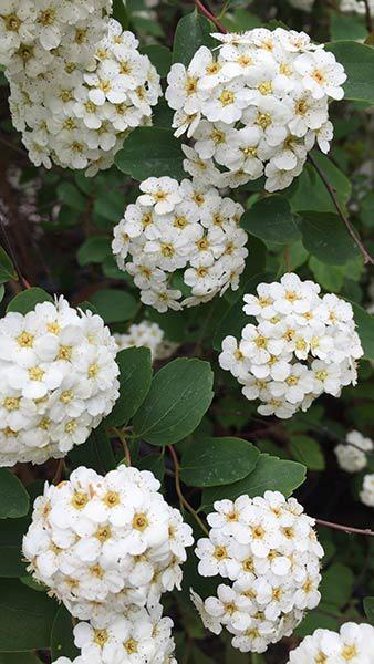 Spiraea Vanhouttei Bridal Wreath shrub buy UK